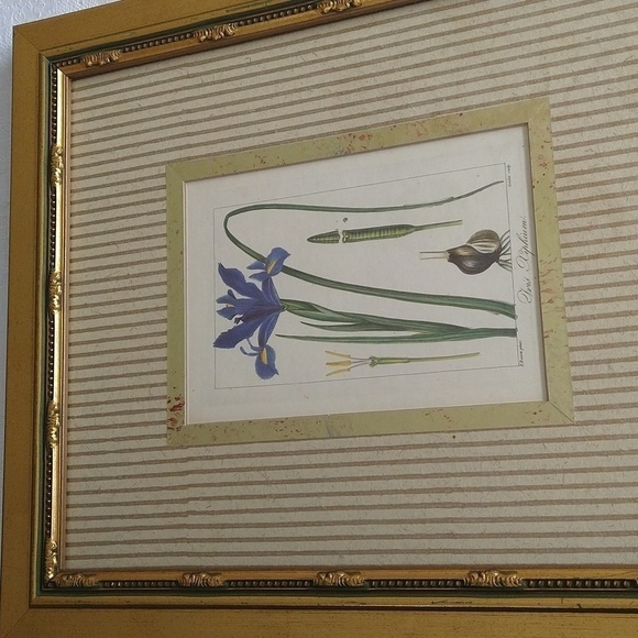 Rare antique vintage book plate botanic Iris xiphium gold frame blue - Picture 10 of 13